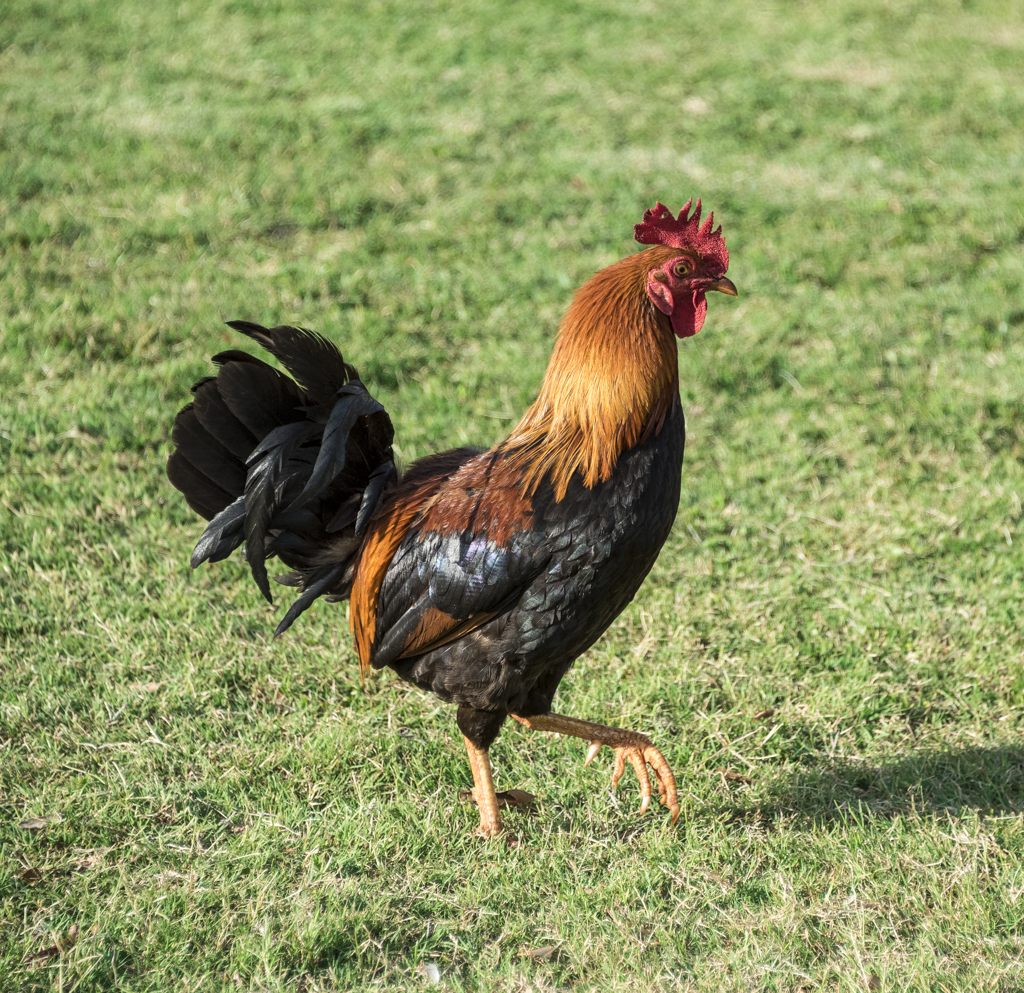 kaulala rooster